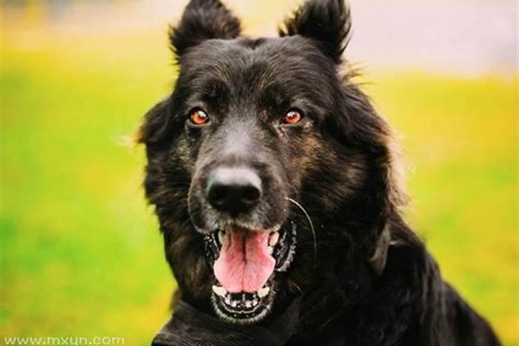 梦见大黑狗对我特别热情很亲切