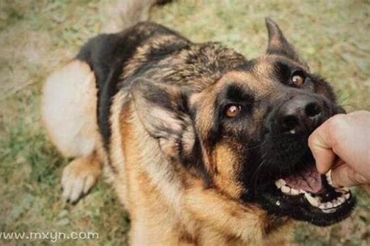 梦见狗咬我是什么原因？