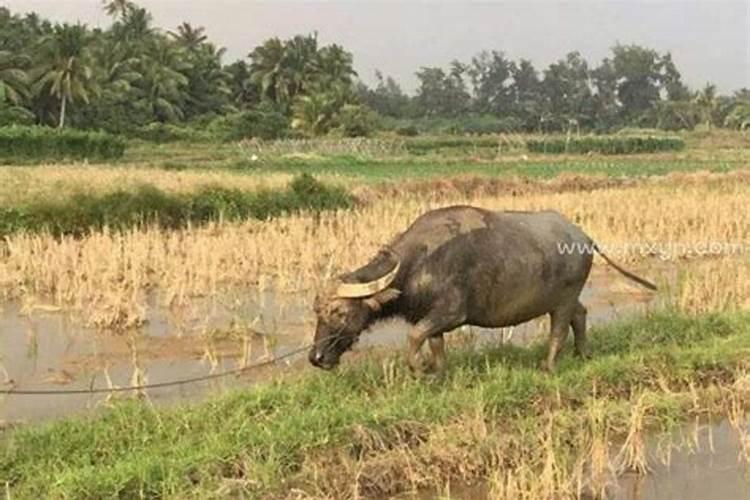 梦到牛追我是什么预兆周公解梦？