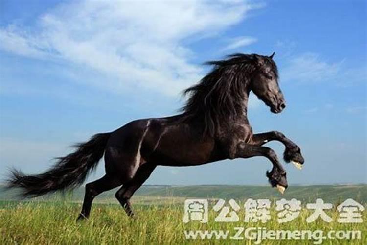 梦见大红马是怎么回事？