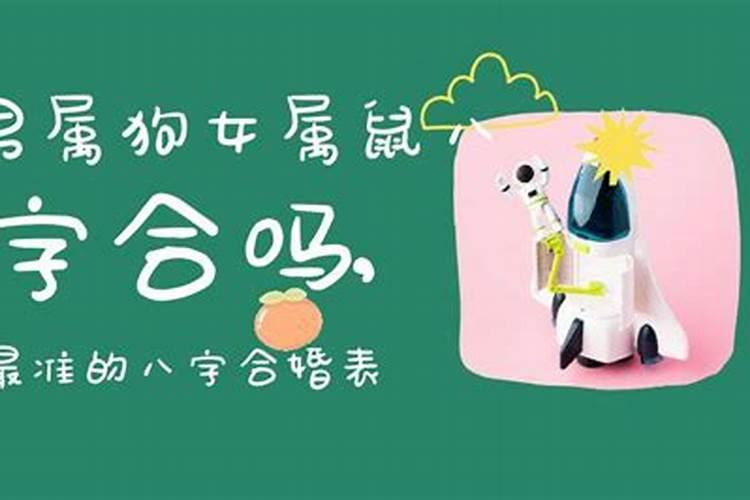狗与鼠八字合吗？