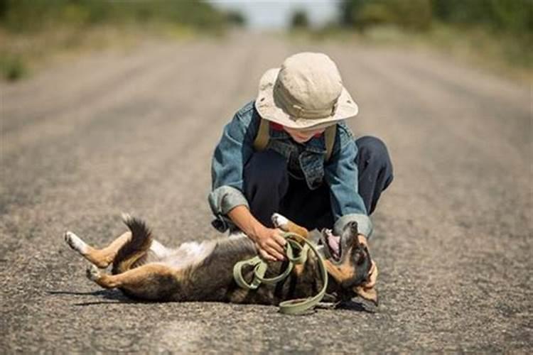梦见狗丢了又找回来了是吉兆吗？