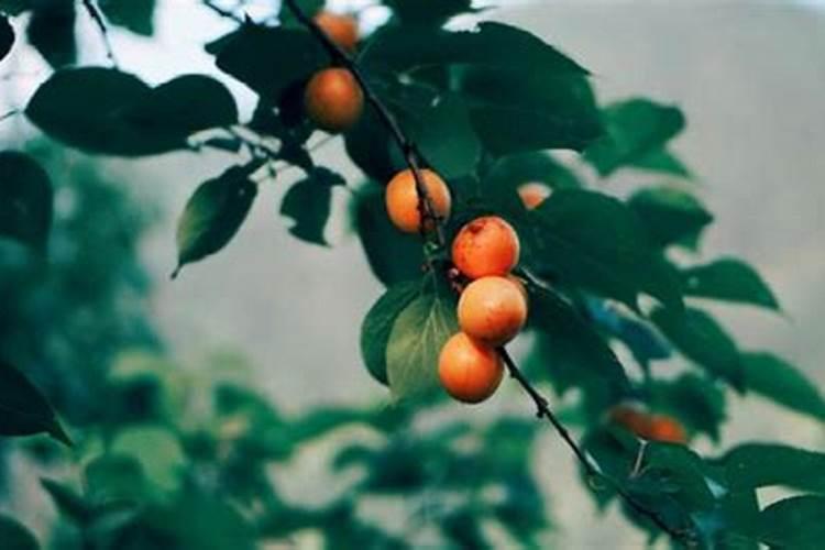 九毒日可以做法事