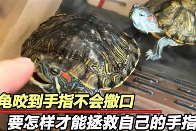 梦见手被乌龟咬住不放