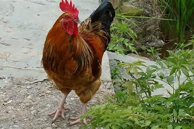 鸡是什么时辰？