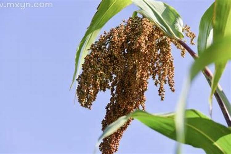 梦见高粱穗是什么意思？