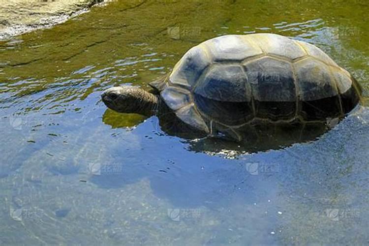 梦见巨大海龟在天上游