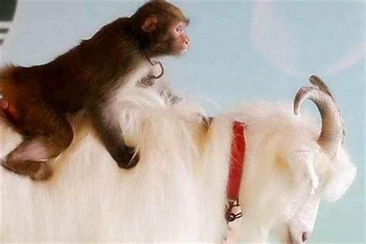 属猴的和属羊的八字合吗？