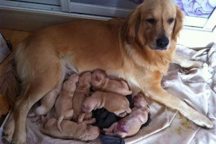 腊月十三出生的狗好吗？