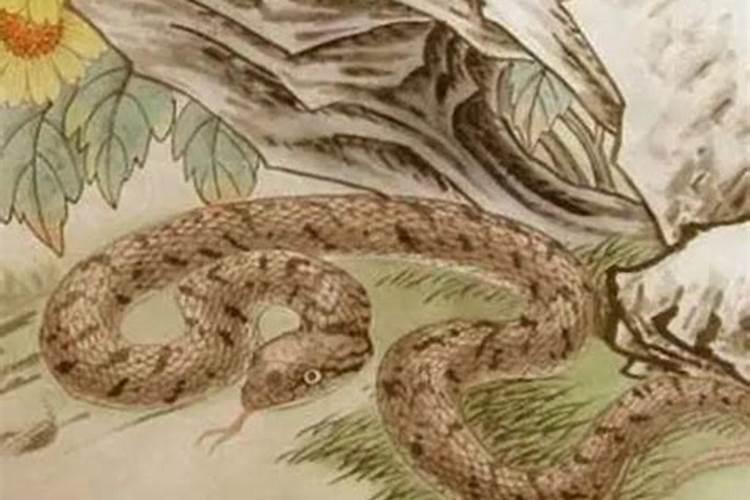 属蛇九月初九出生