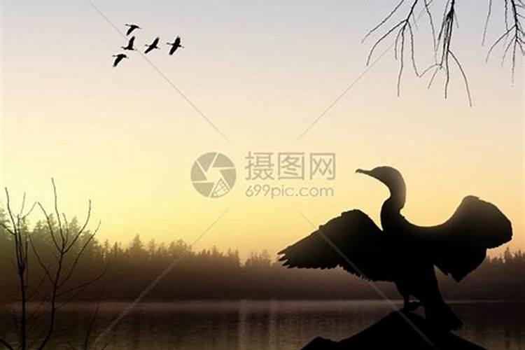 梦见漂亮的小鸟飞走了