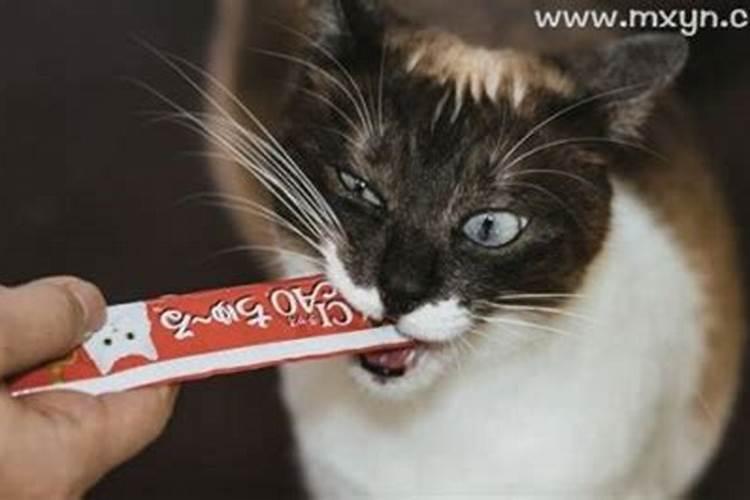 梦到杀死猫是什么征兆周公解梦？