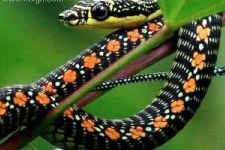 梦见大花蛇是什么意思？