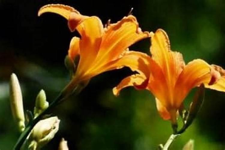 农历十月初一适合拜佛吗？