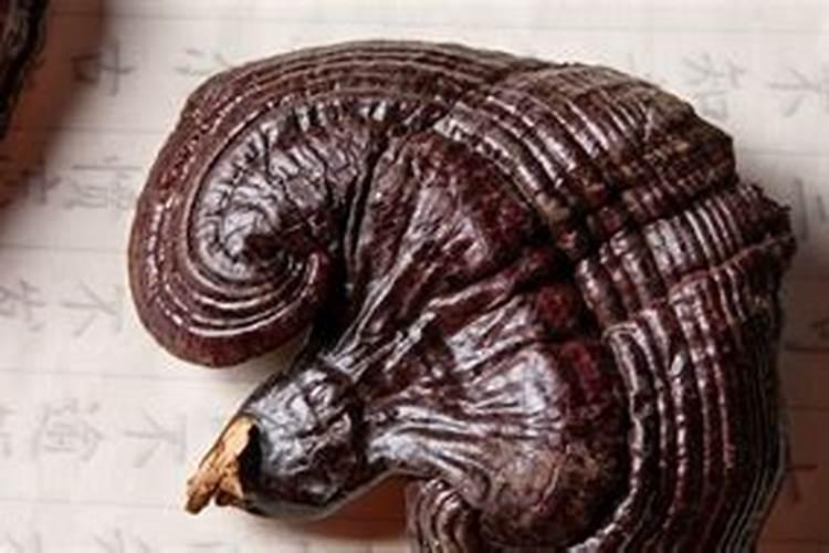 肉灵芝太岁的功效与作用