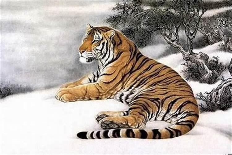 家里不顺和风水有关吗属虎？