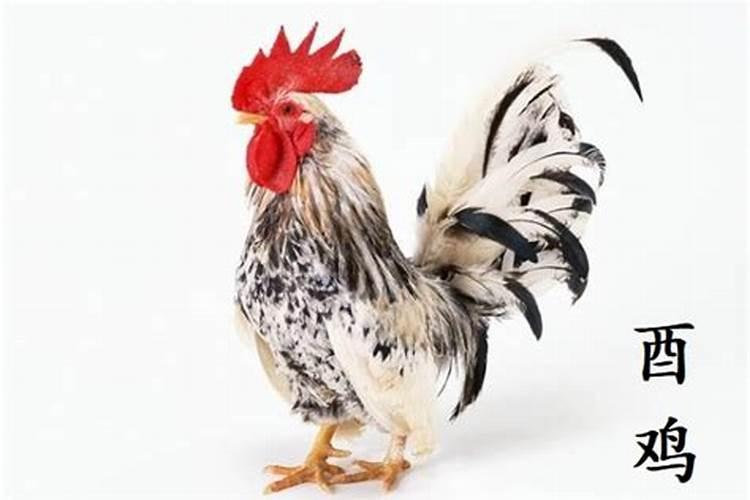 1994年属鸡人2026年运势及运程