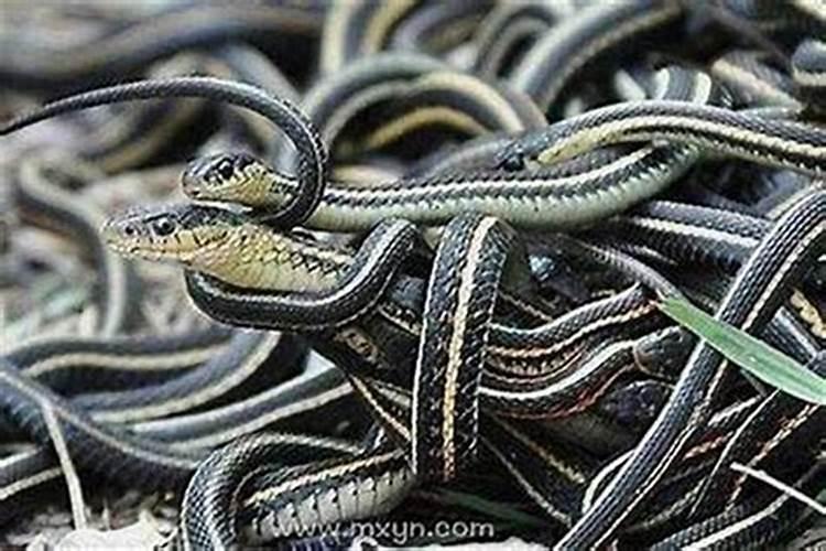 女人梦见很多蛇预示着什么？