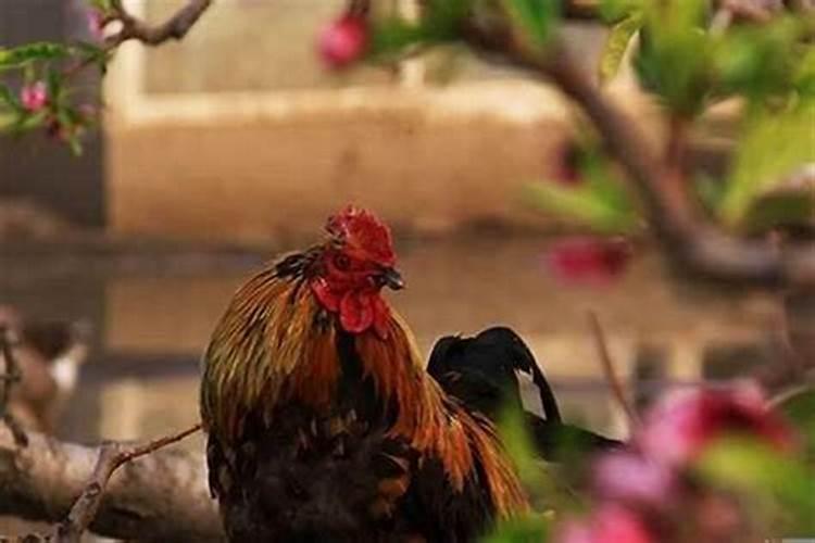 属鸡7月的运势如何？