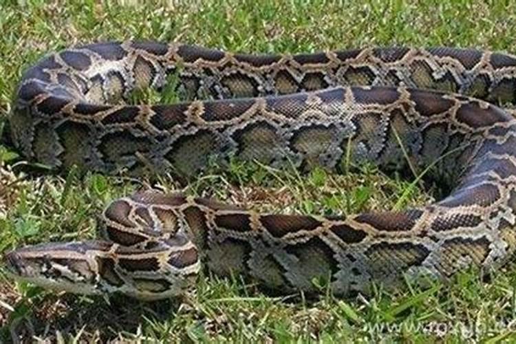 梦见被大蟒蛇缠身是什么意思？