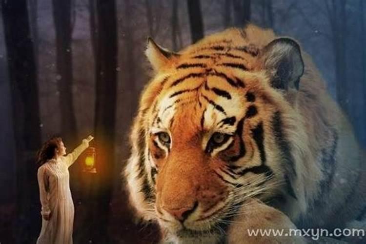 梦见好几只老虎追我咬？