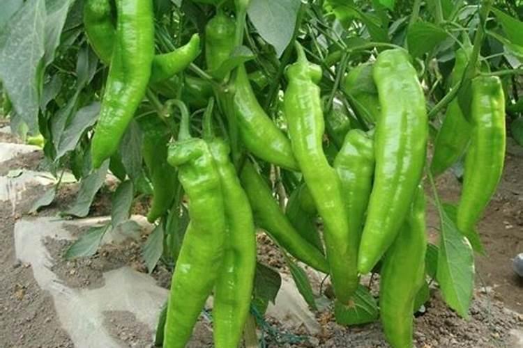 梦见青椒是什么预兆？