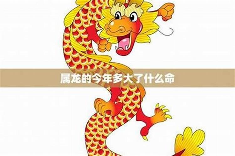 属龙遇牛年运势如何？