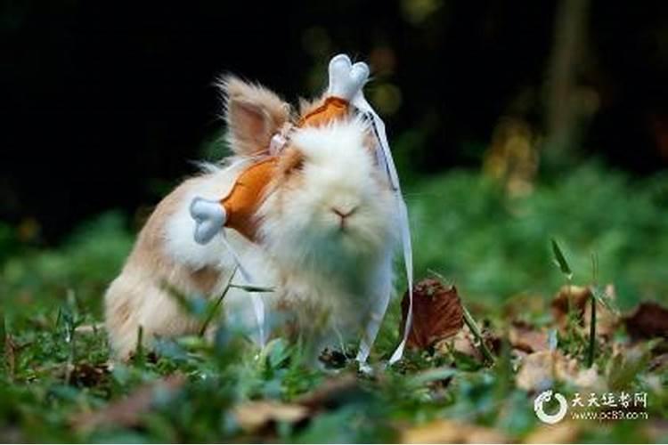 兔年本命年可以穿红色吗？