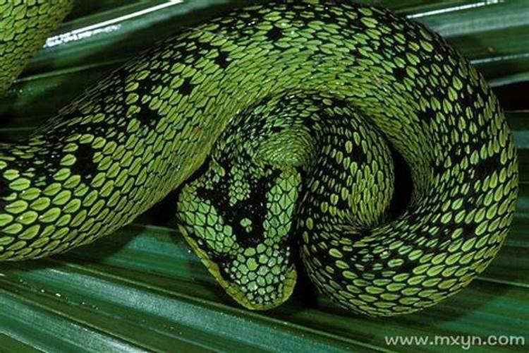 梦见好大的蛇是什么意思？