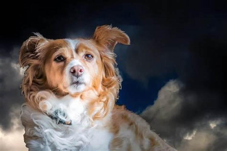 94属狗哪年运势好？