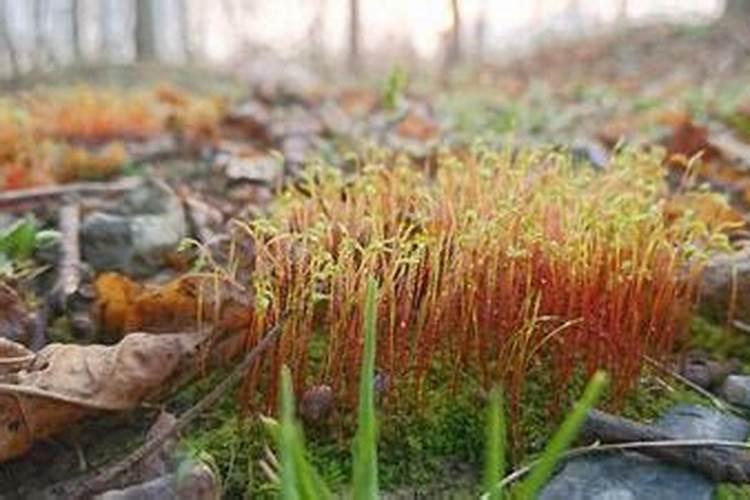 梦到前男友有了新恋情