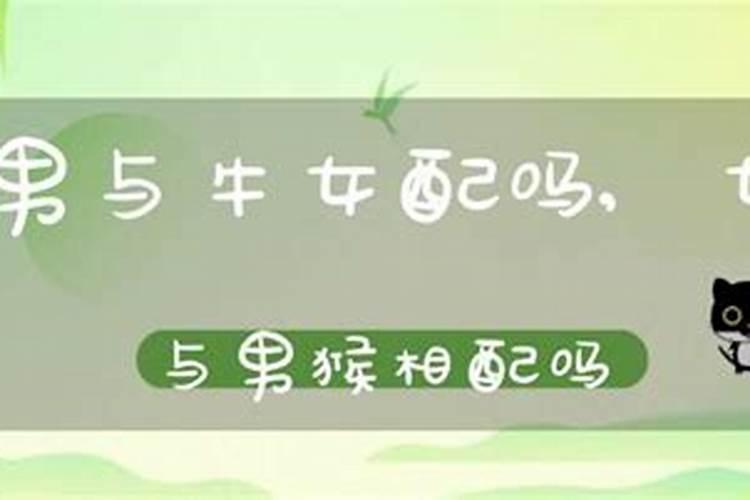 男猴女牛八字合吗？