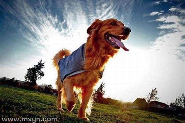 梦见狗狗是什么征兆解梦？