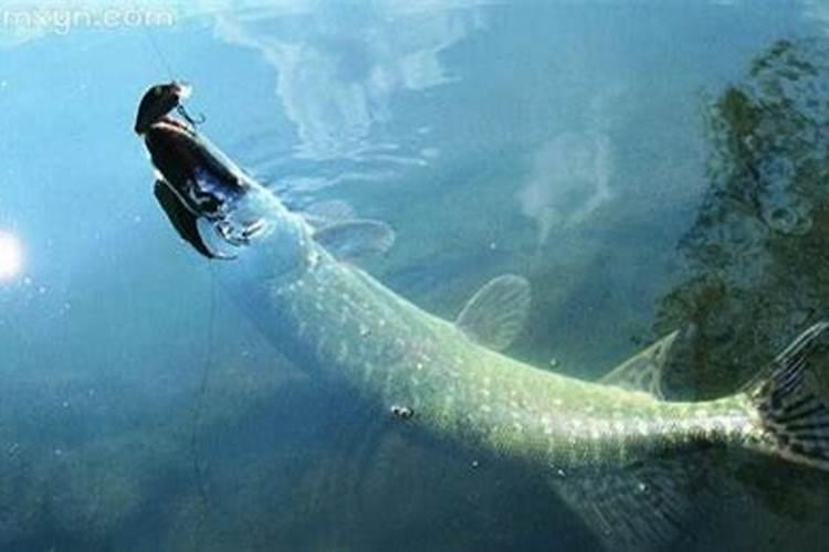 梦见很大的鱼被宰割
