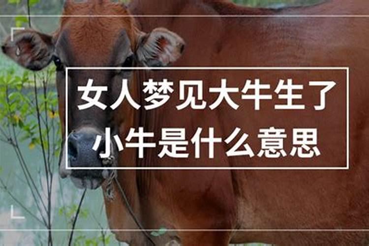 梦见牛生了小牛什么意思周公解梦？