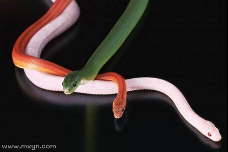 梦见三条不同颜色的蛇死了