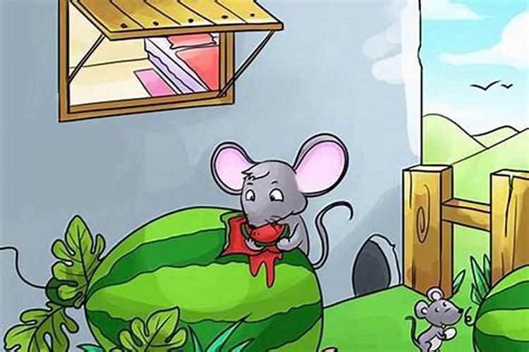 梦见老鼠咬我我把老鼠掐死了