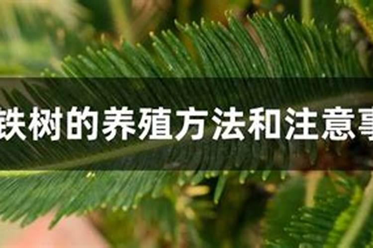 立春几月份给铁树翻盆最为好？