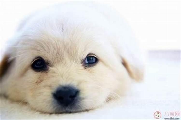 梦见很多狗狗是什么兆头？