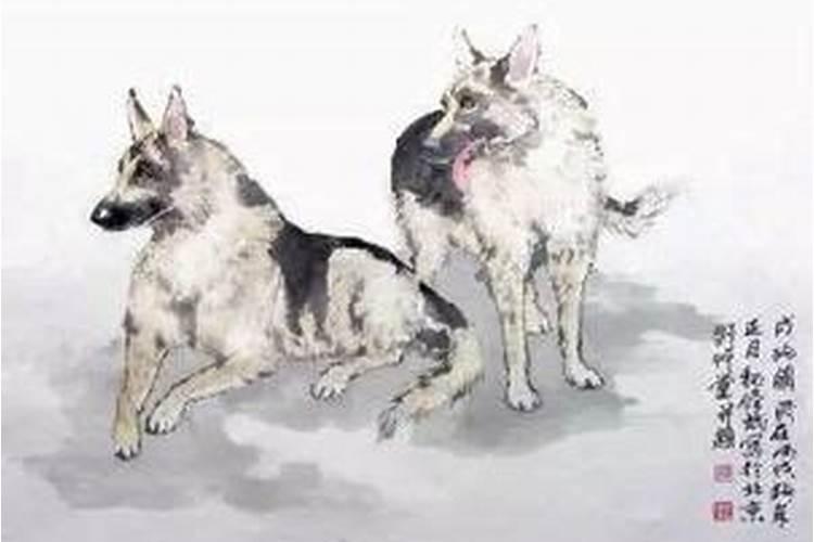 属狗在鼠年运势如何？