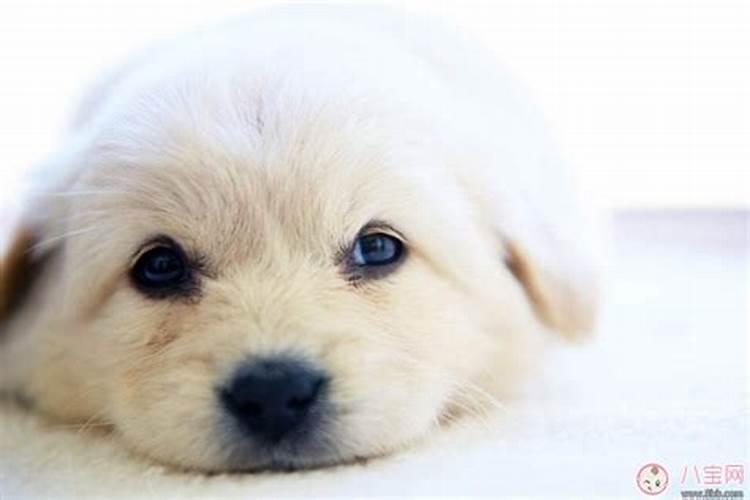 怀孕梦见狗狗是什么意思呀？