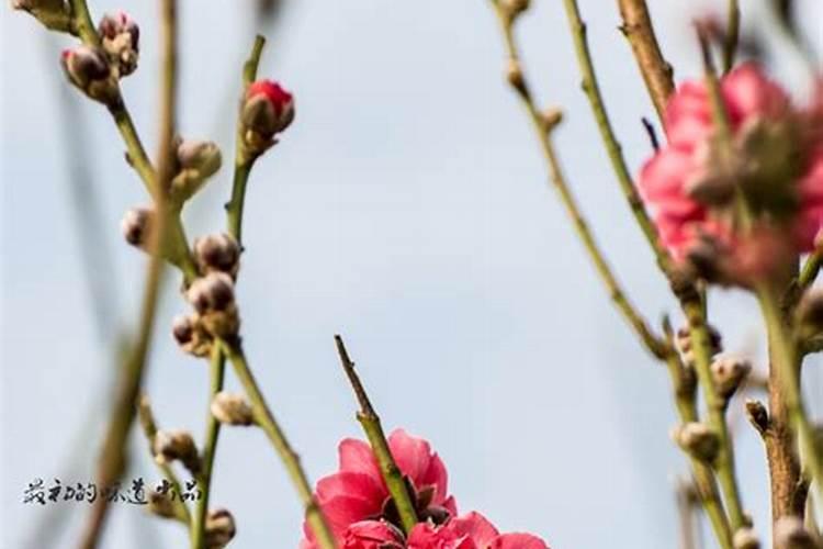 梦见爸爸走桃花运了