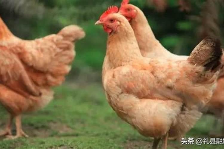 鸡的寿命是多少年？