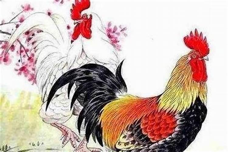 属鸡的女人跟属什么合婚？