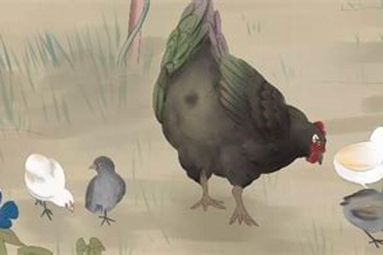 1981属鸡男的一生运程