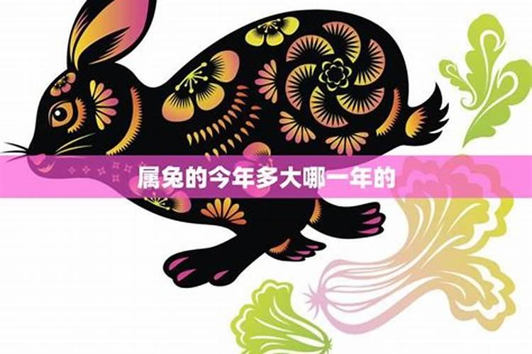 属兔今年多大年龄？