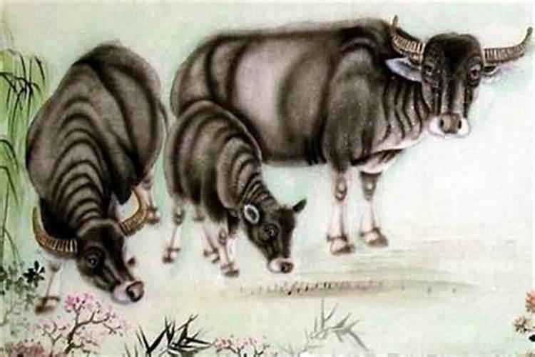 属狗的和属牛的八字合吗？