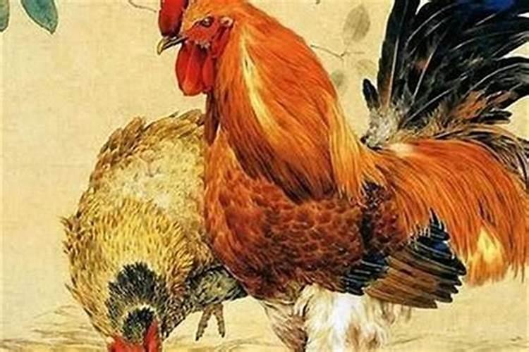 男马和女鸡的属相能婚配吗？