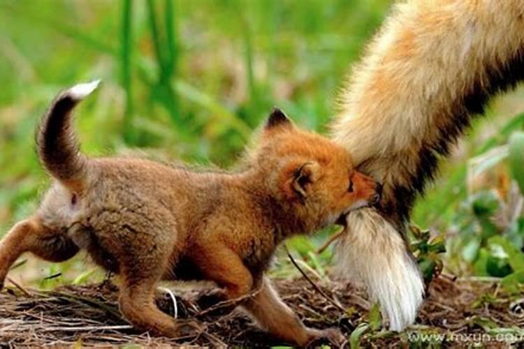 梦到被狐狸咬是什么意思？