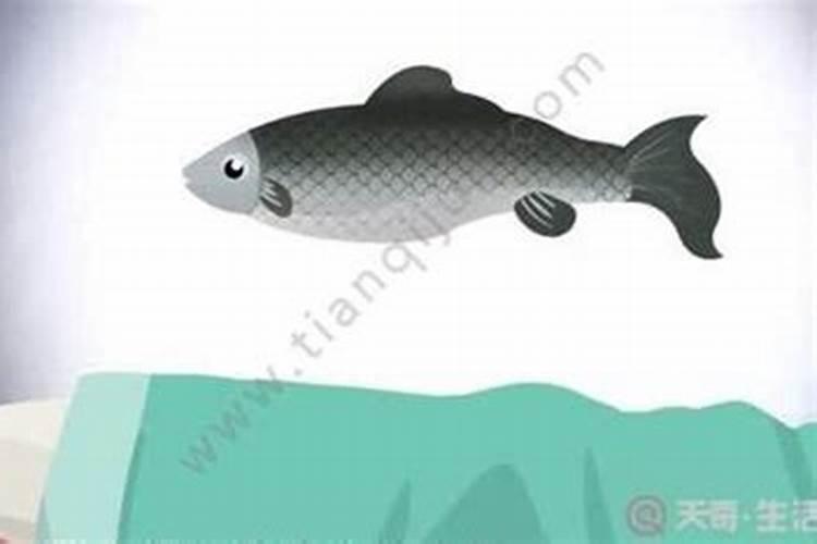 梦到鱼死是什么征兆？